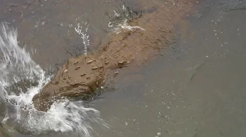 American Crocodile displays aggression by snapping jaws &amp; growling in Costa Rica Stock Footage 41267347