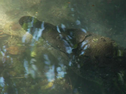 American Crocodile 库存影片 22663372