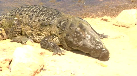 American Crocodile Stock Footage 40668905