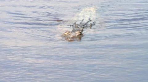 American Crocodile Stock Footage 40668973
