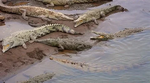 American Crocodiles bask in sun with open mouths on river bank (Costa Rica). Stock Footage 41266988