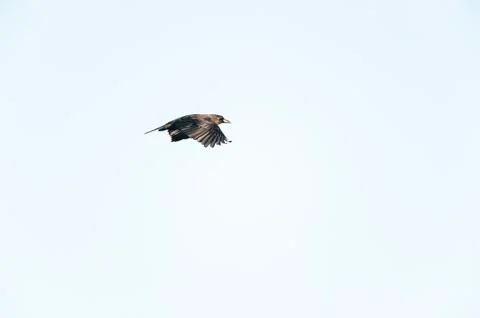 American Crow catch light Stock Photos