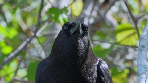 AMERICAN CROW Video stock 273227047