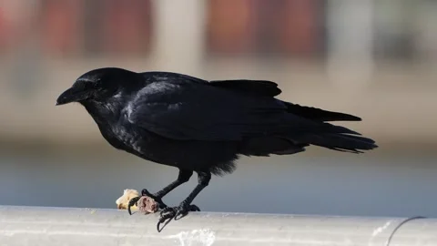 American crow Stock Footage 330043399