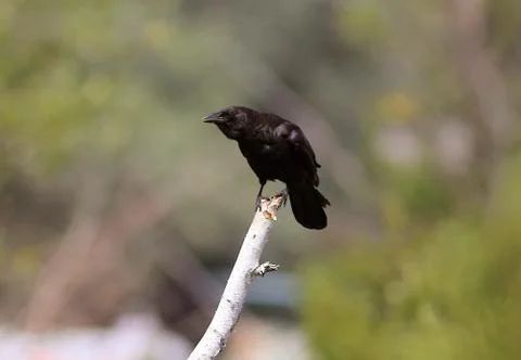 American crow Stock Photos