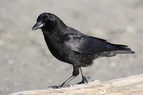 American Crow Stock Photos