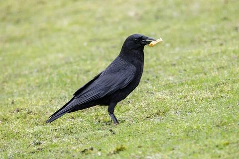 American crow Foto stock
