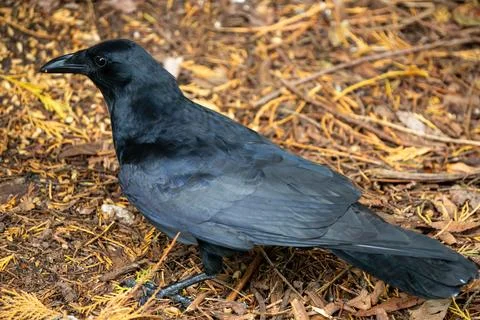 American Crow Stock Photos