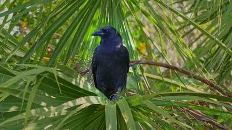 AMERICAN CROW PREENING Stock Footage 273216716