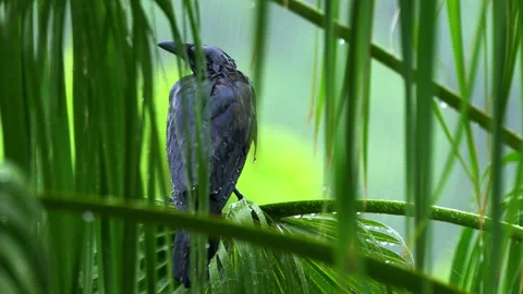 AMERICAN CROW IN THE RAIN Stock-Footage 250357198