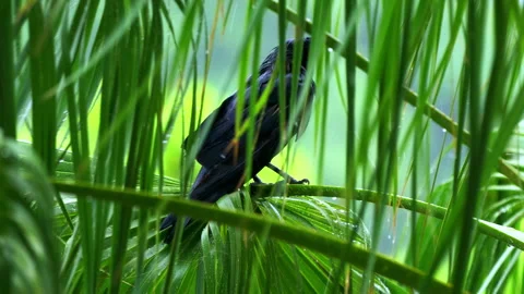 AMERICAN CROW IN THE RAIN LONG SHOT 스톡 동영상 250356562