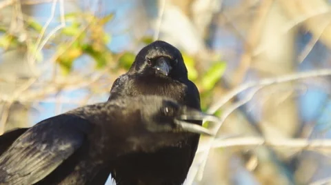American Crow Vocalization Stock Footage 60665185