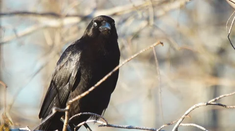 American Crow Vocalization to mate Video stock 60665238