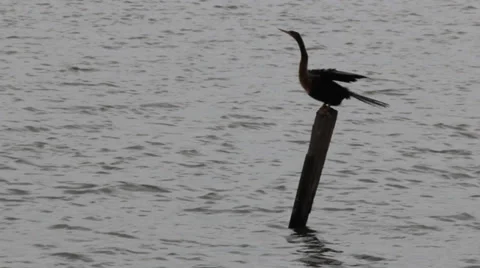 American Darter Perched on a Tree Stump on the Water Stock Footage 37250873