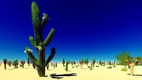 American desert イラスト素材