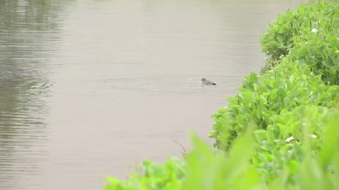 American Dipper Bird Diving Vídeo Stock 79549319