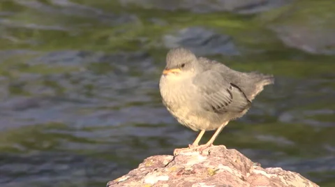 American Dipper Vídeos de archivo 54366657