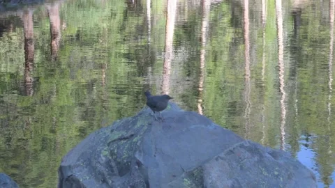 American dipper 動画素材 201877690