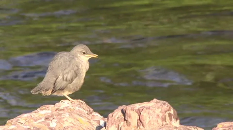 American Dipper on Rock Stock-Footage 54366698