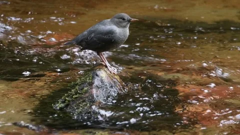 American Dipper on small stream Video stock 80360474