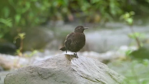 American dipper standing on a rock in a flowing mountain stream Vídeos de archivo 336033295