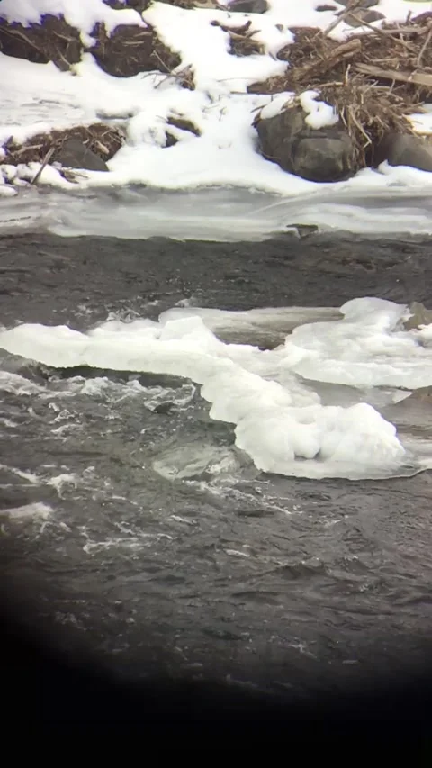 American Dipper takes a dive Video stock 304161114