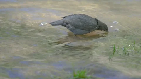 American Dipper wading through shallow water Stock Footage 154614396