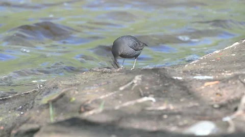 American Dipper with worms in beak Stock Footage 154614295
