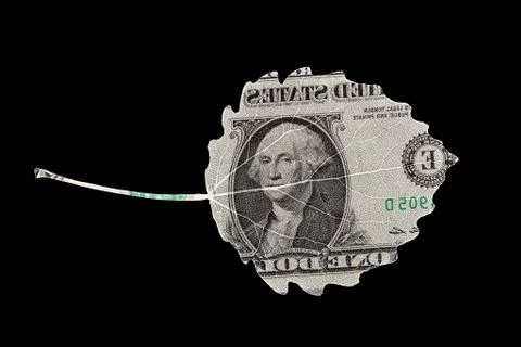 American dollar leaf shape isolated on black background Stock Photos