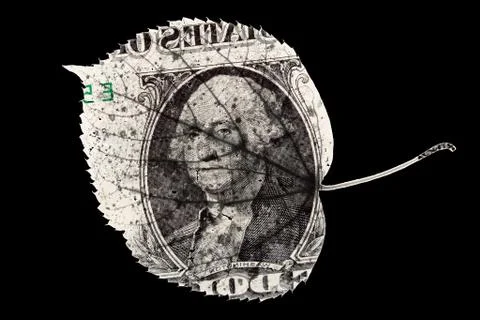 American dollar leaf shape isolated on black background Stock Photos