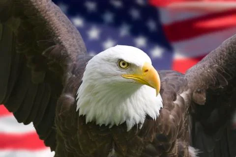 American eagle with flag Foto stock