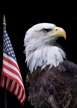 American eagle with flag Stock Photos