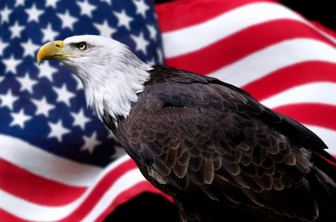 American eagle with flag Stock Photos