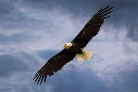 American eagle flying over dramatic sky Stock-Fotos