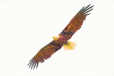 American eagle flying with wide open wings Stock Illustration