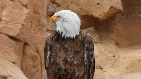 American eagle Stock Footage 24846336