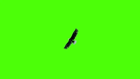 American Eagle Glides Down Green Screen Stock Footage