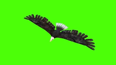 American Eagle Glides Top Green Screen Stock Footage