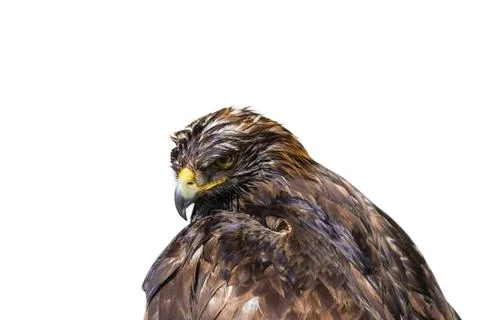 American Eagle Stock Photos