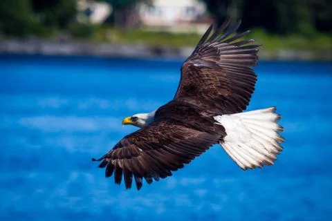 American Eagle Foto stock