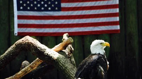 American Eagle Stock Photos