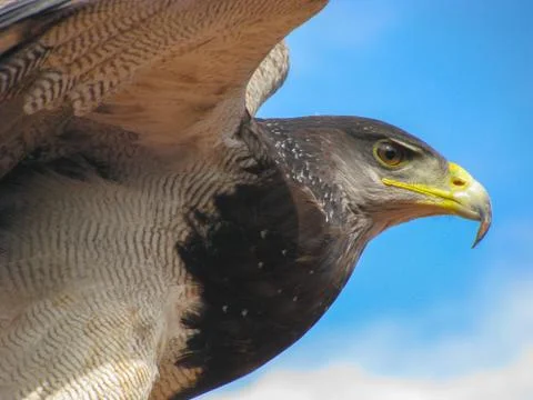 American eagle Stock Photos