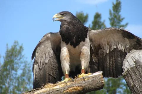 American eagle Stock Photos