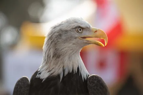 American Eagle Fotos Stock