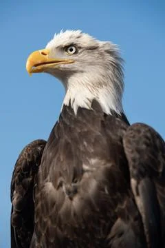 American Eagle Fotos Stock