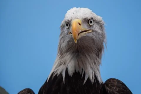 American Eagle Fotos Stock