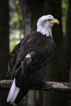 American eagle Stock Photos