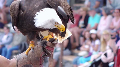 American eagle standing on the hand in slow motion 120fps Stock Footage 153407571
