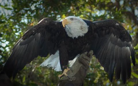 American Eagle wings spread Foto stock