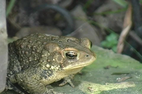 American Eastern Toad Crouching Stock-Footage 474153